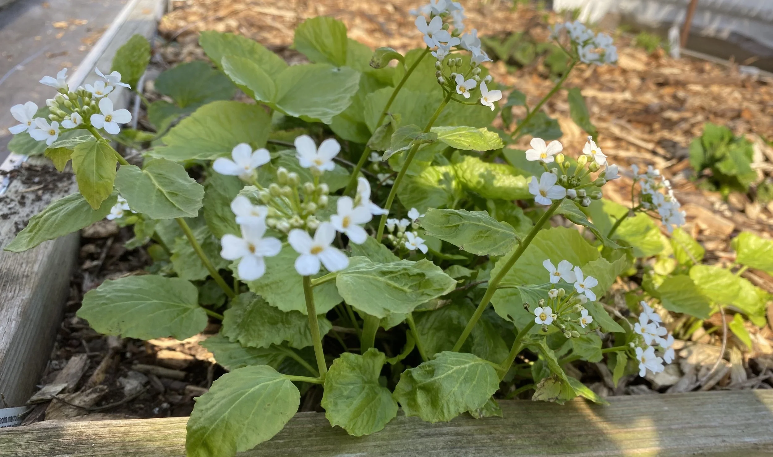pachyphragma macrophyllum.JPG