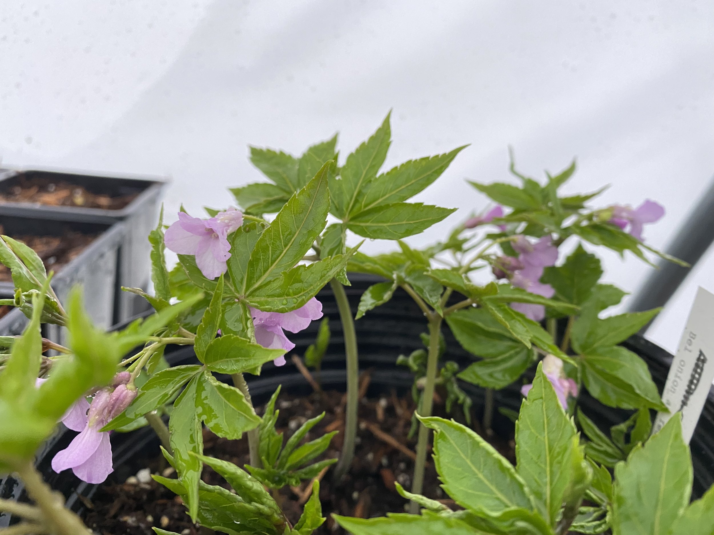 Cardamine pentaphylla.JPG
