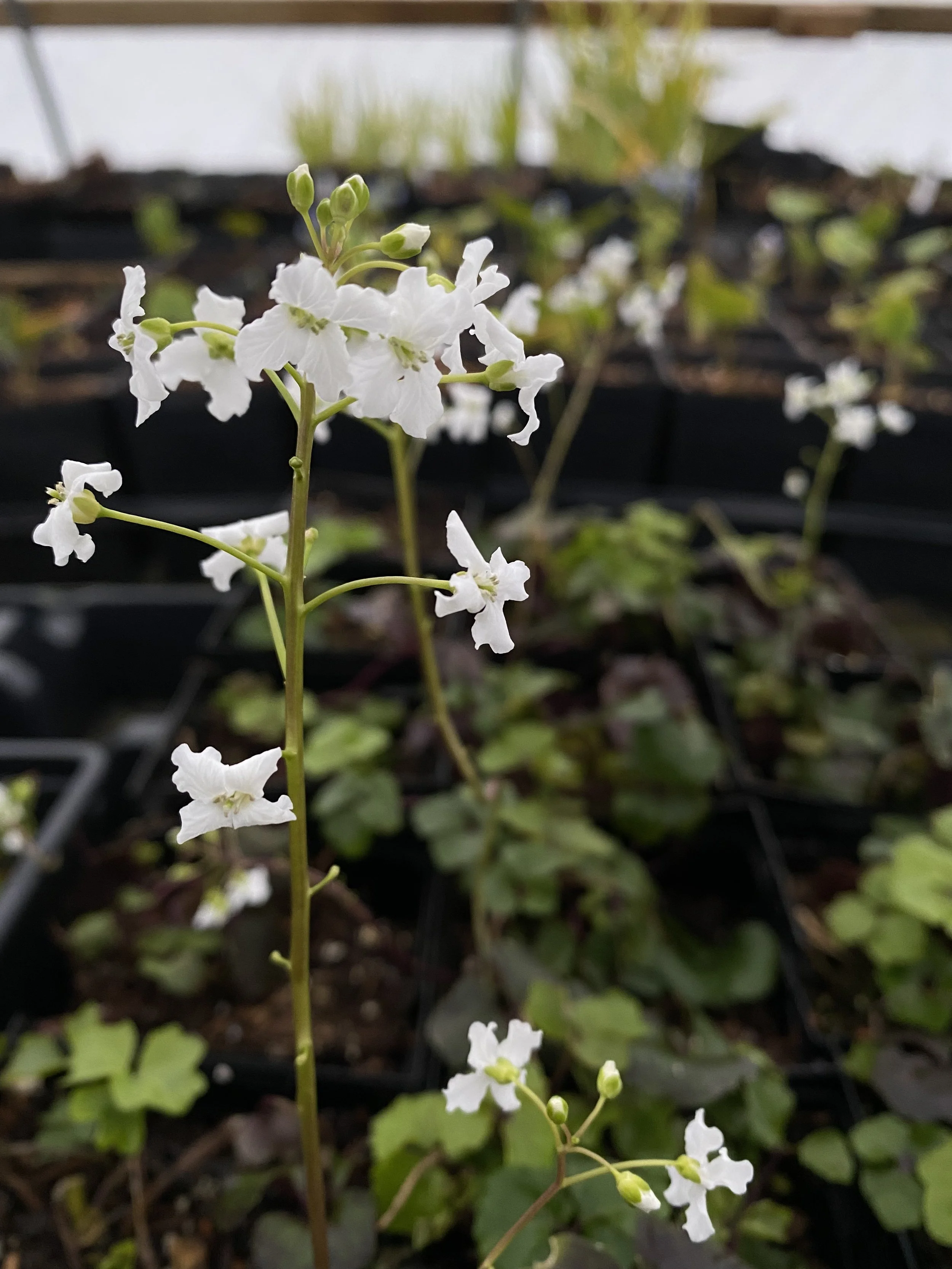 Cardamine trifolia flower.JPG