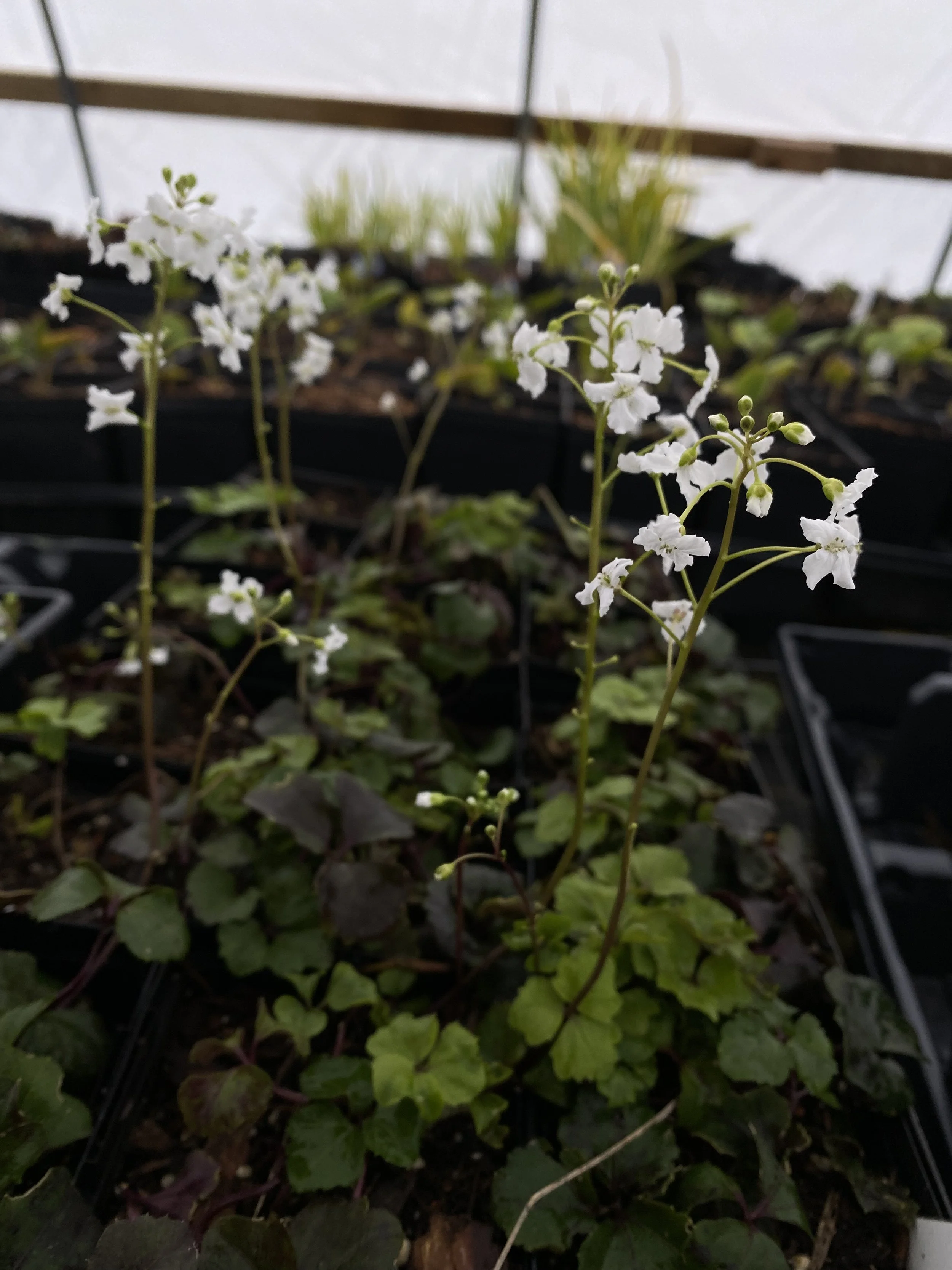 Cardamine trifolia .JPG