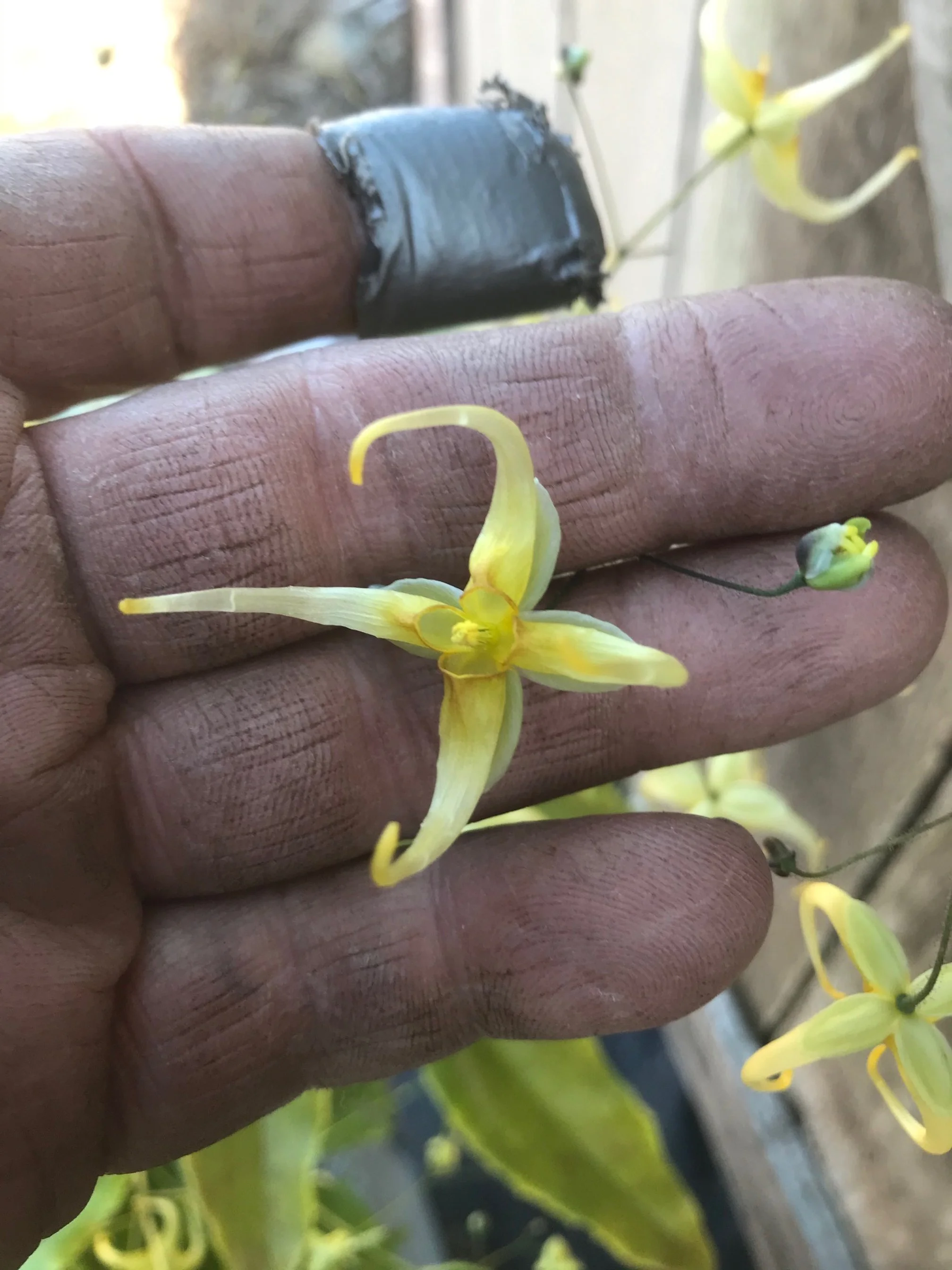 Epimedium Butterfly Effect flower.JPG