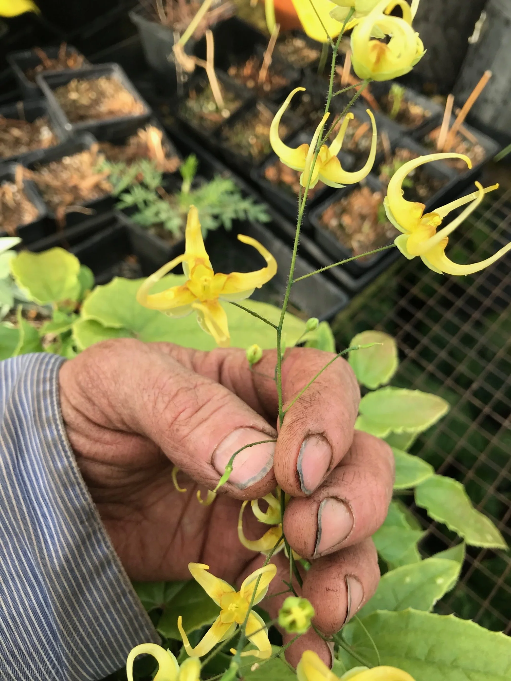 Epimedium Butterfly Effect flowers closeup.JPG