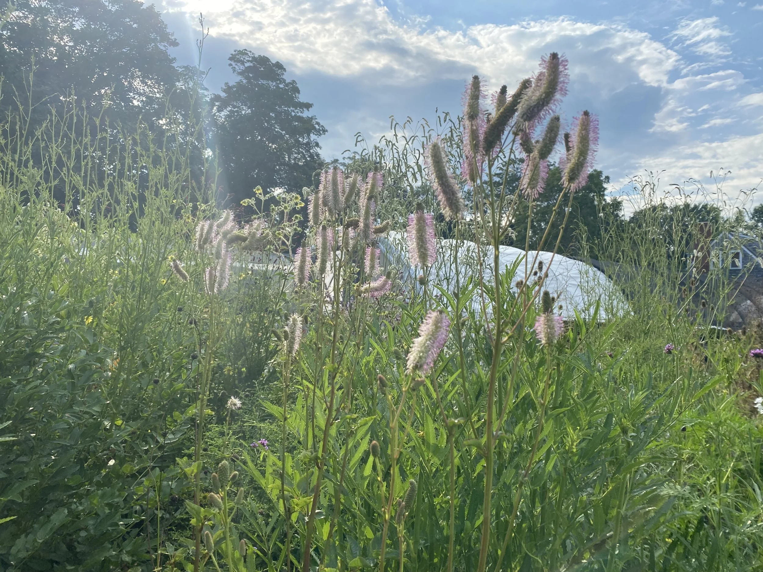 Sanguisorba obtusa - upright infloresence