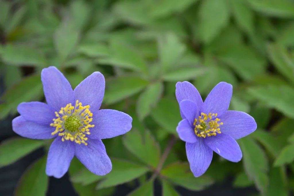 A nemorosa dee day.jpg
