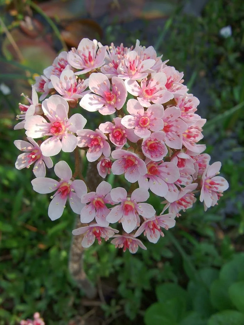 Darmera_peltata flowers.jpeg