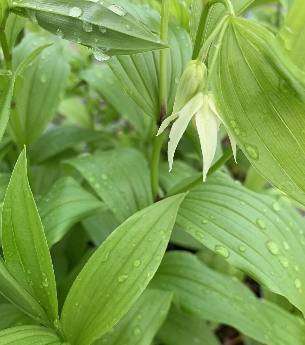 disporum-viridescens.jpg
