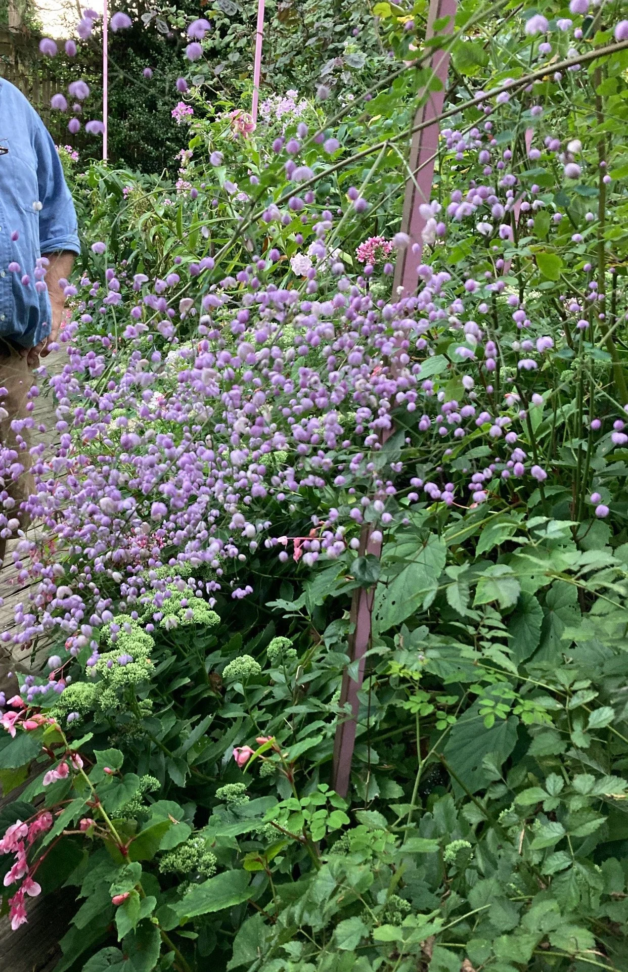 Thalictrum splendide.JPG