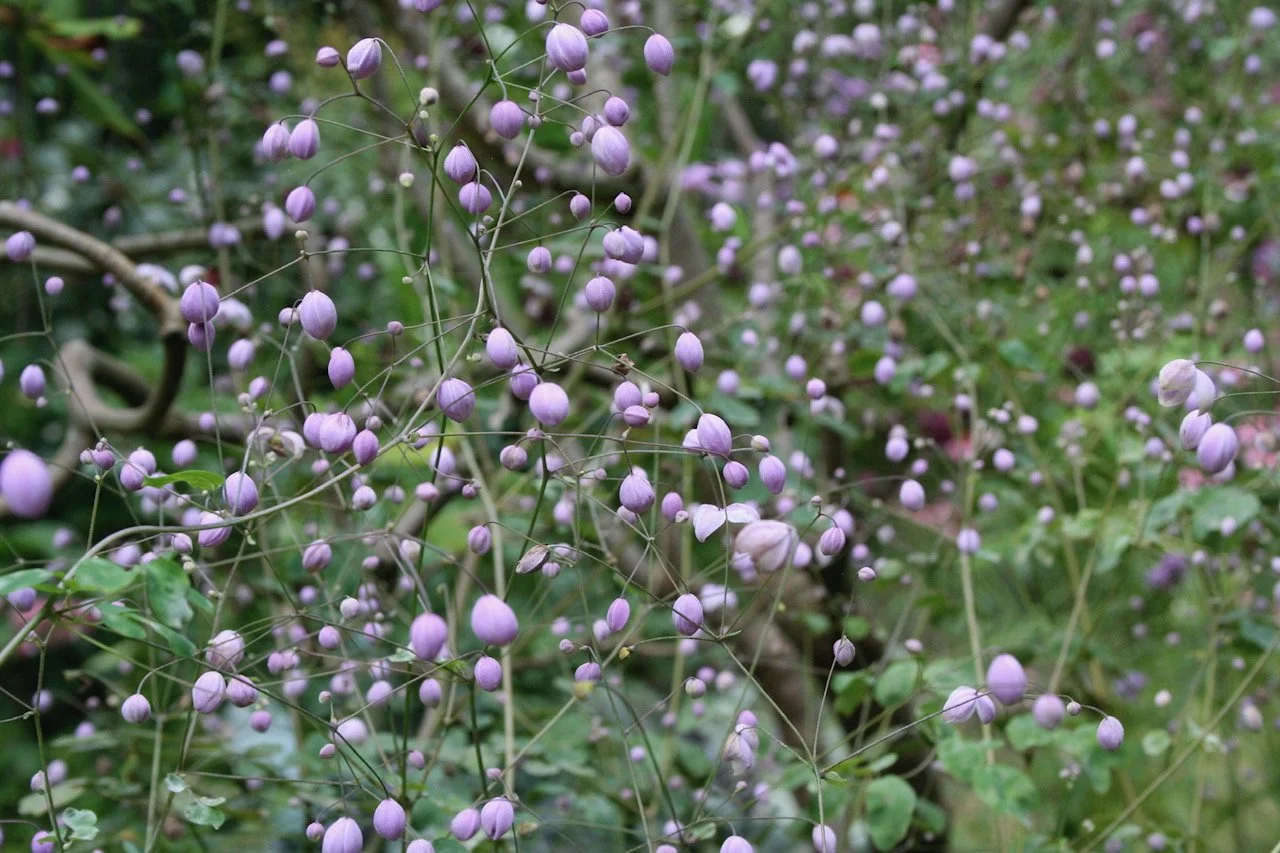Thalictrum splendide 2.JPG