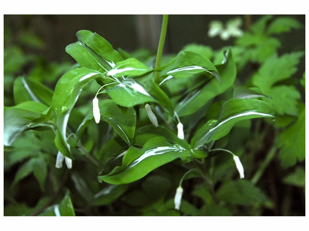 polygonatum-lasianthum-zansetsu-.jpeg