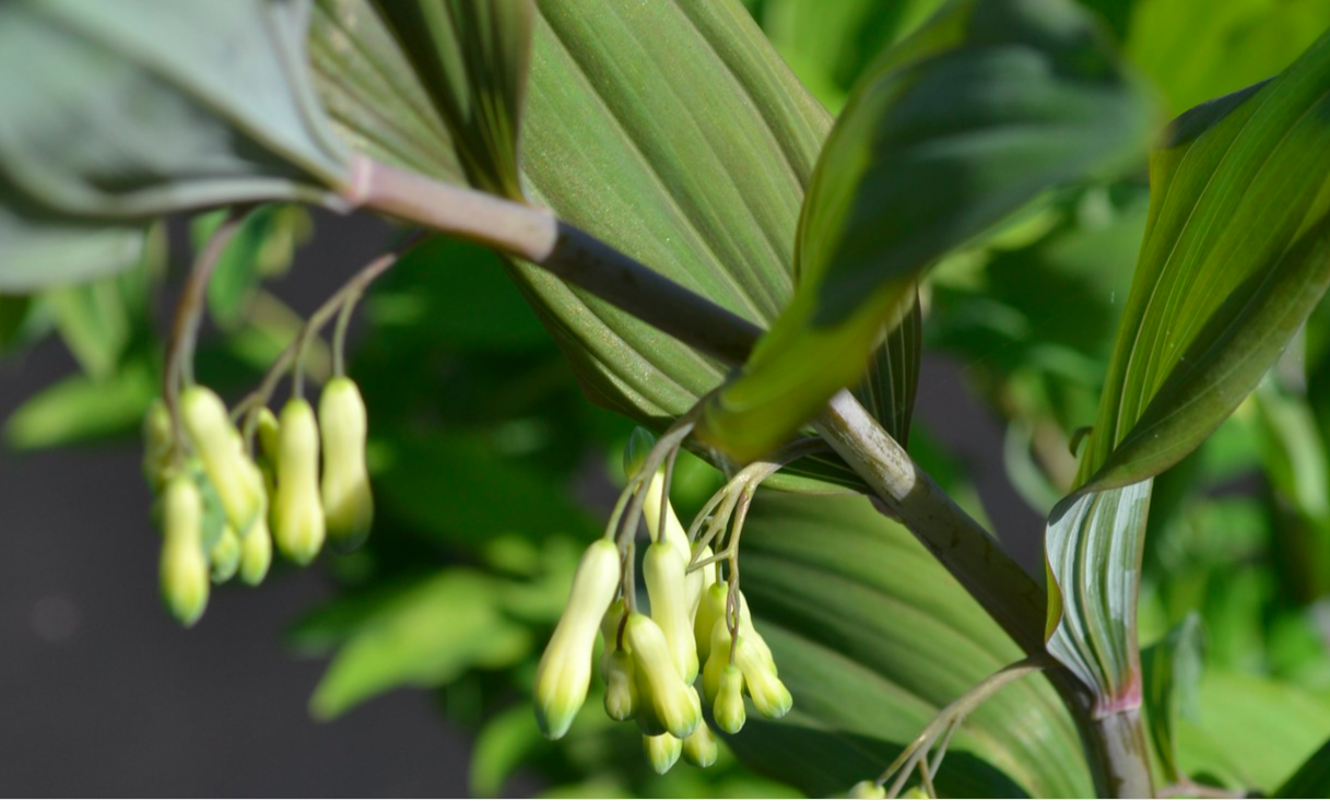 Polygonatum Purple Katie.png