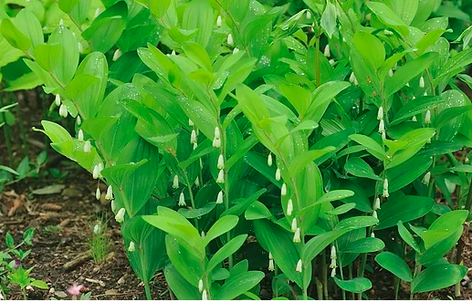 Polygonatum 'Ussuriland Roundleaf'.png