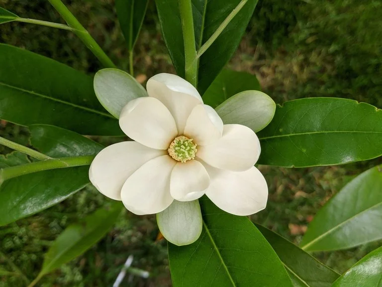 magnolia_virginiana-.jpeg
