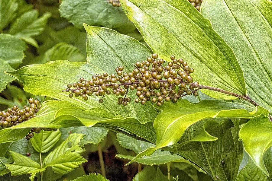 -maianthemum-racemosum .jpeg