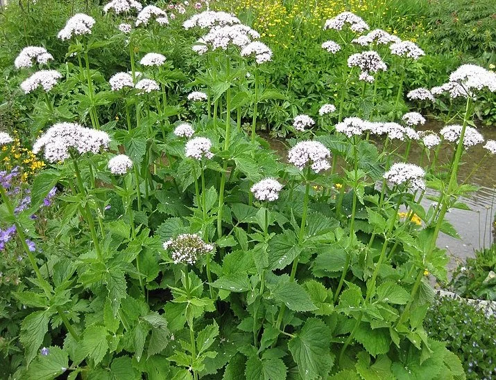 Valeriana pyrenaica