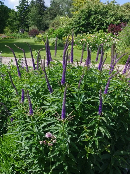Veronicastrum sibiricum 'Kobaltkaars'