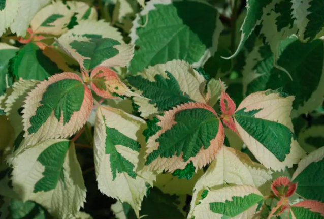 Boehmeria nipononivea 'Nichirin'.png