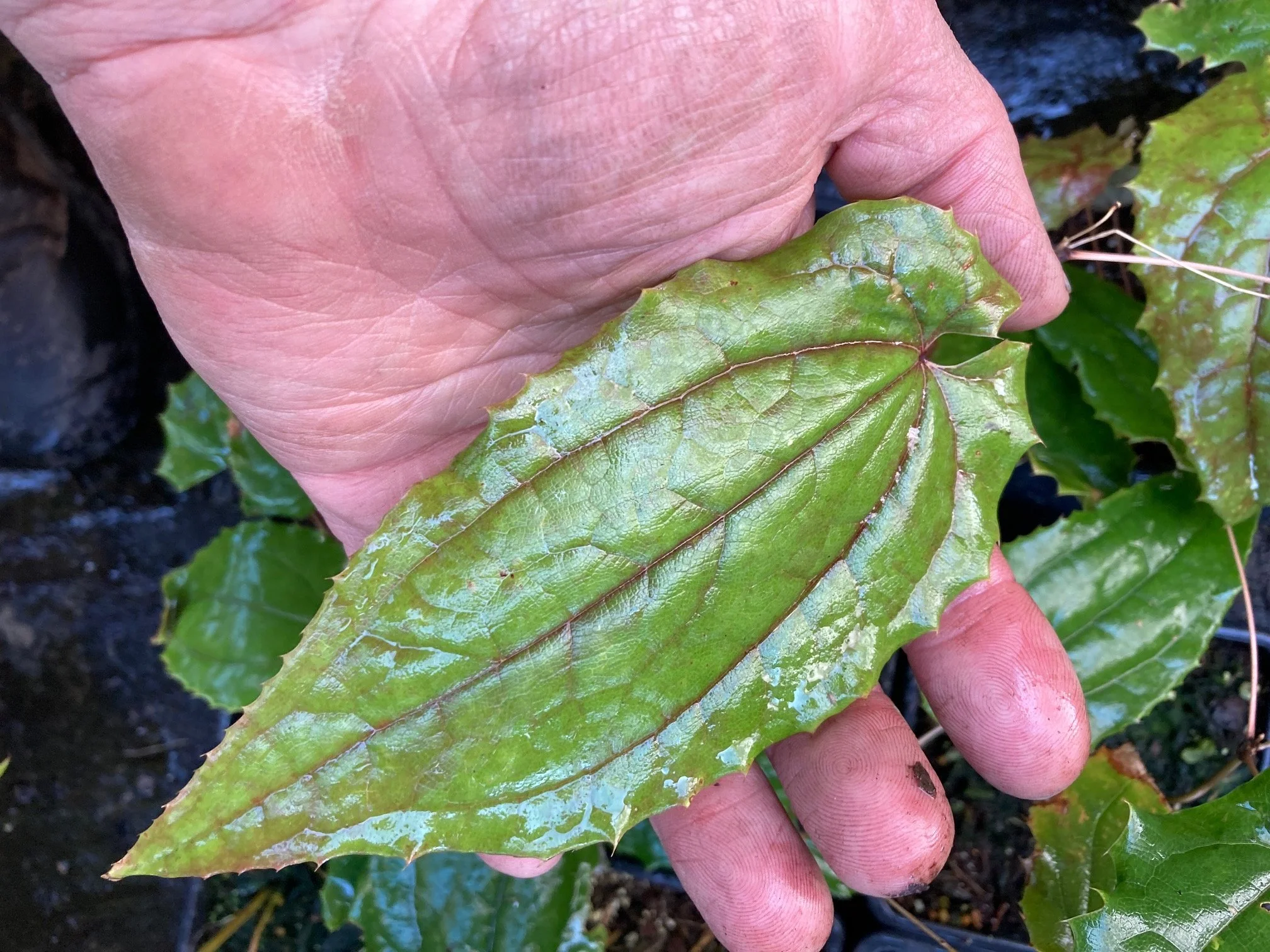 Epimedium Simple Beauty.JPG