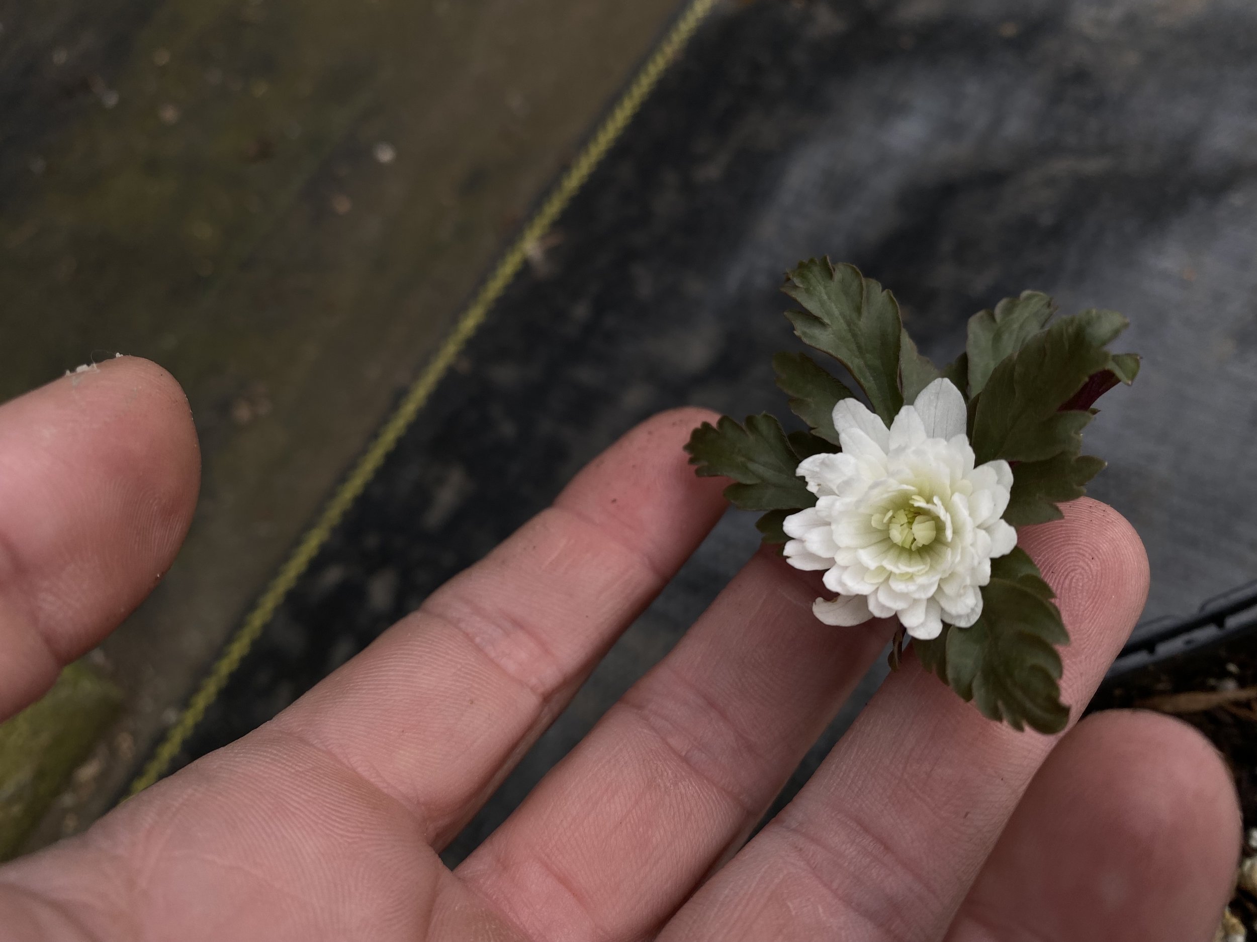 Anemone pseudoaltaica Yuki No Sei