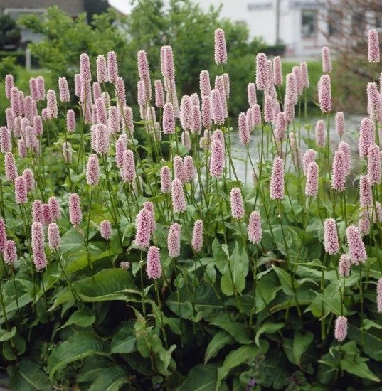 persicaria-bistorta-superba-.jpeg