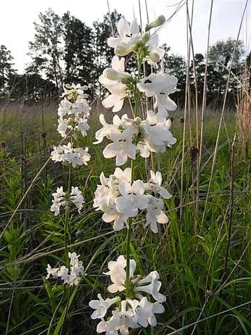 Penstemon tubaeflorus.jpeg