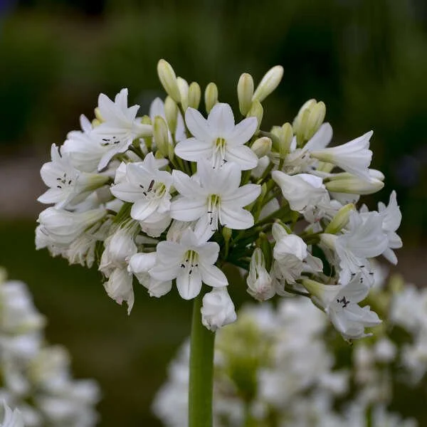 Agapanthus 'Galaxy White' PP31431.jpg