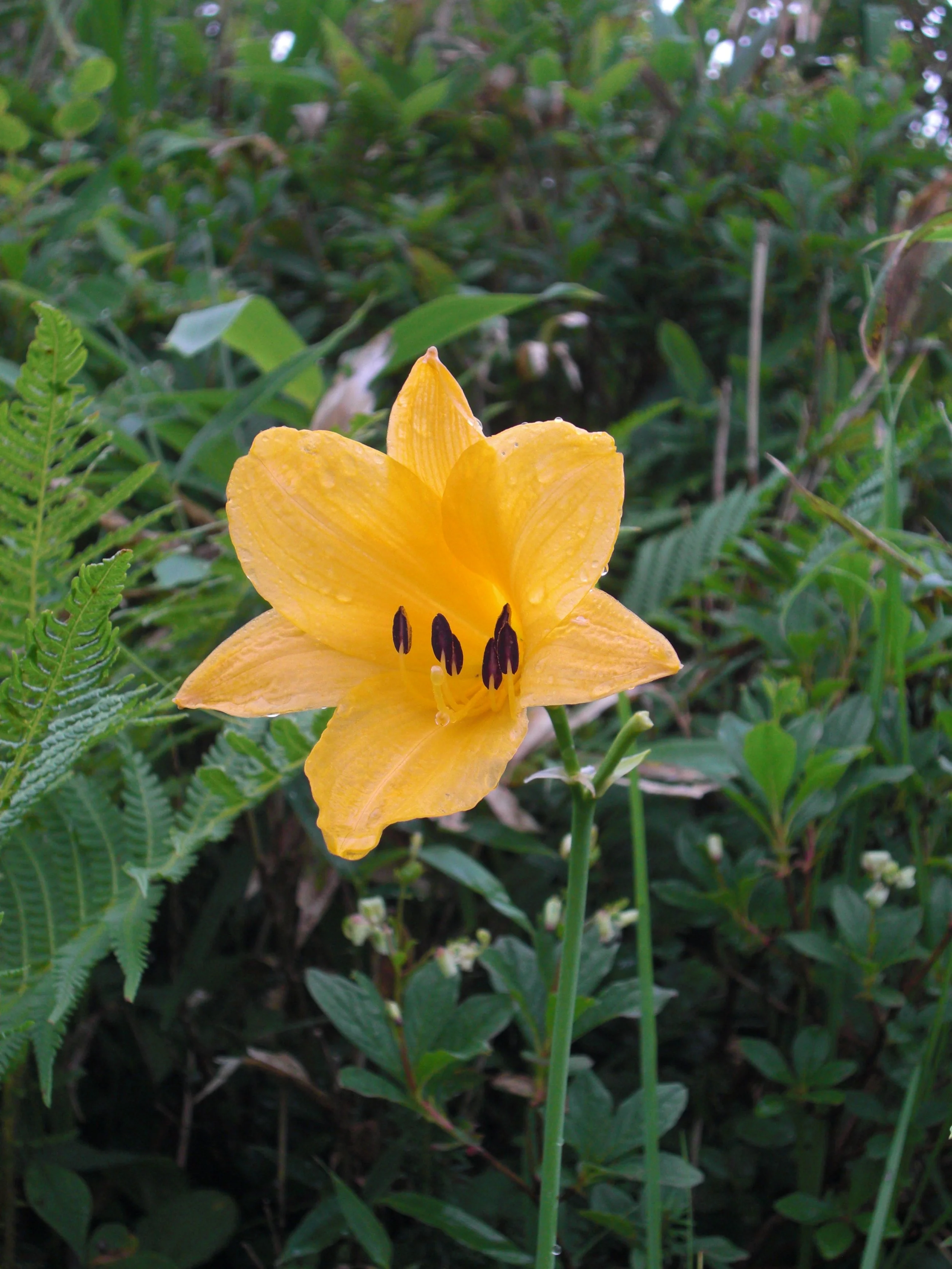 Hemerocallis middendorffii var. esculenta