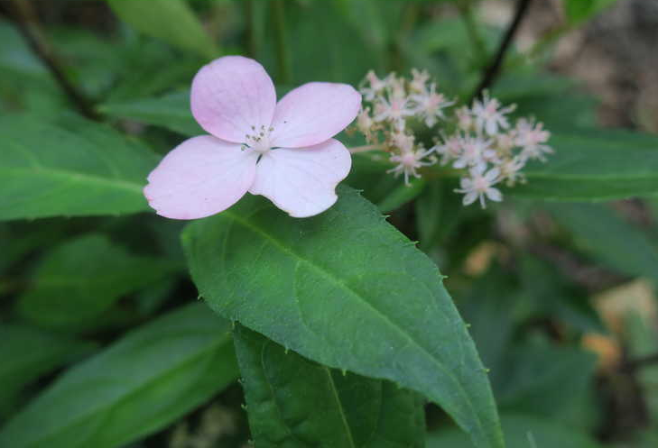 Hydrangea luteovenosa 'Iyo-no-samidare'.png