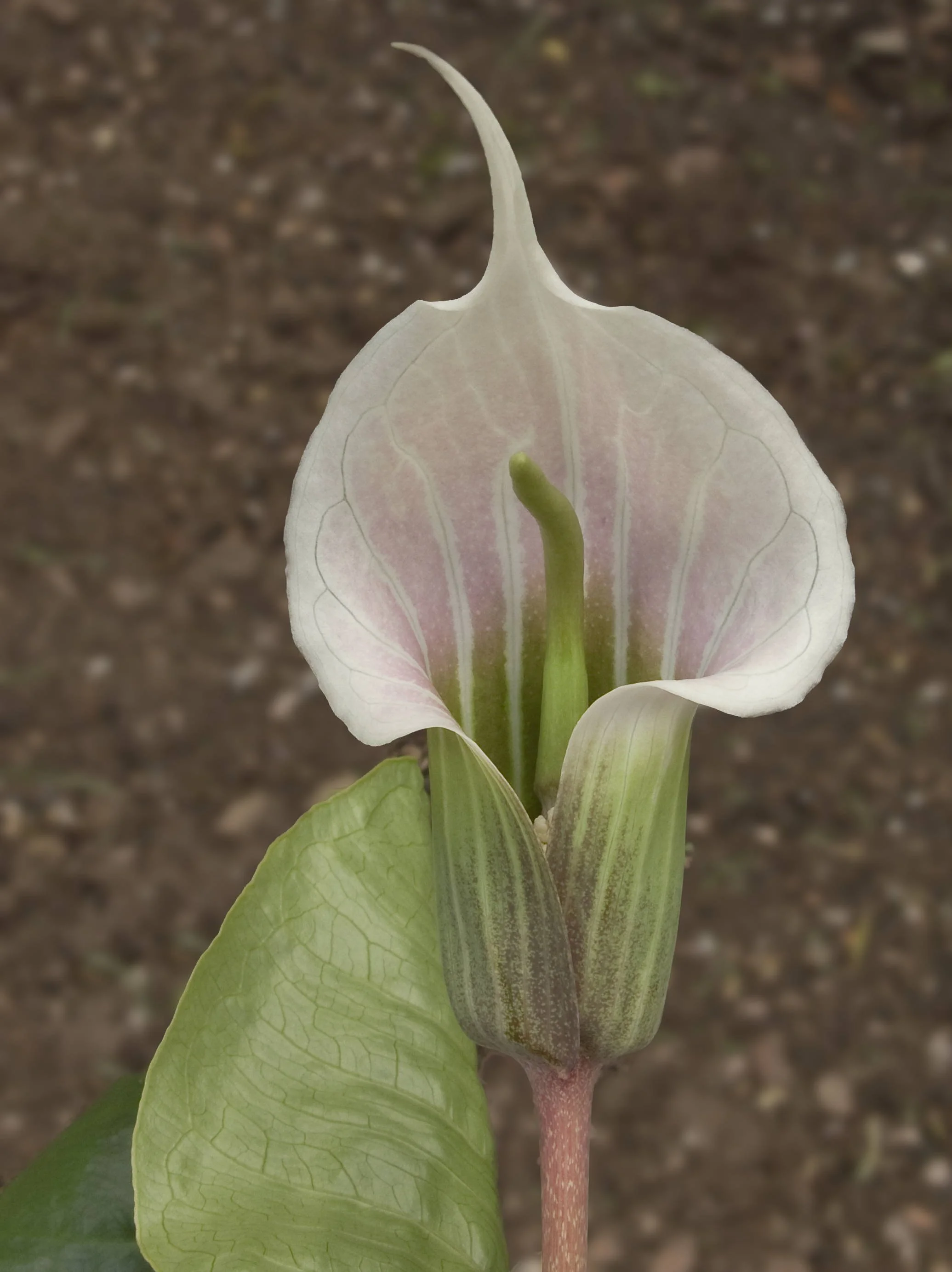 Arisaema_candidissimum.jpg