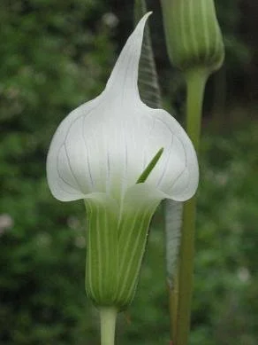 arisaema candidissimum white .jpg