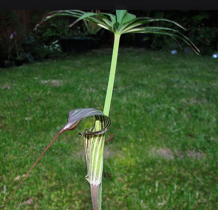 Arisaema ciliatum var. liubaense.png