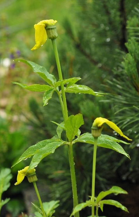 Arisaema flavum ssp. tibeticum.png