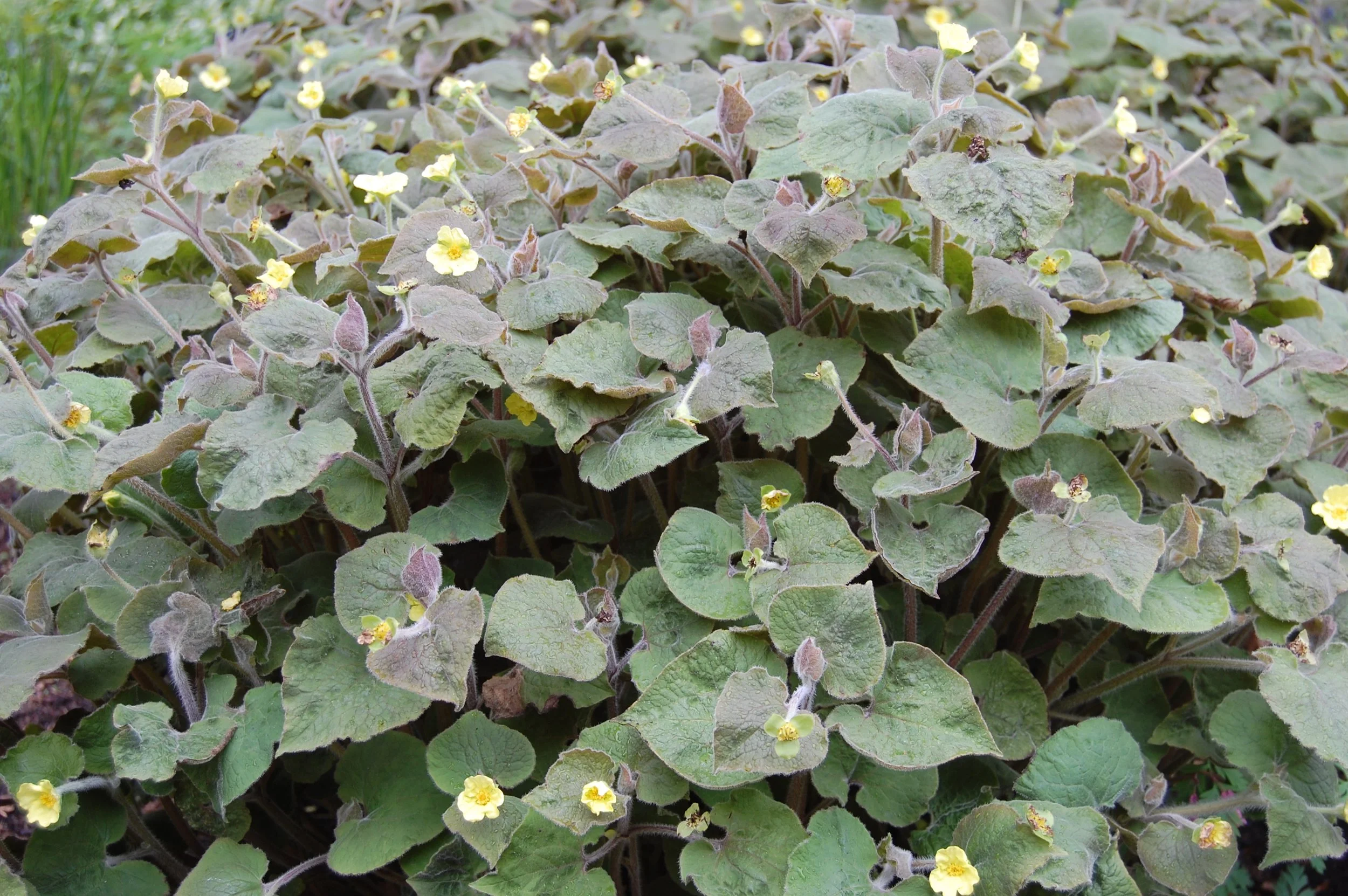 Saruma henryi.jpg