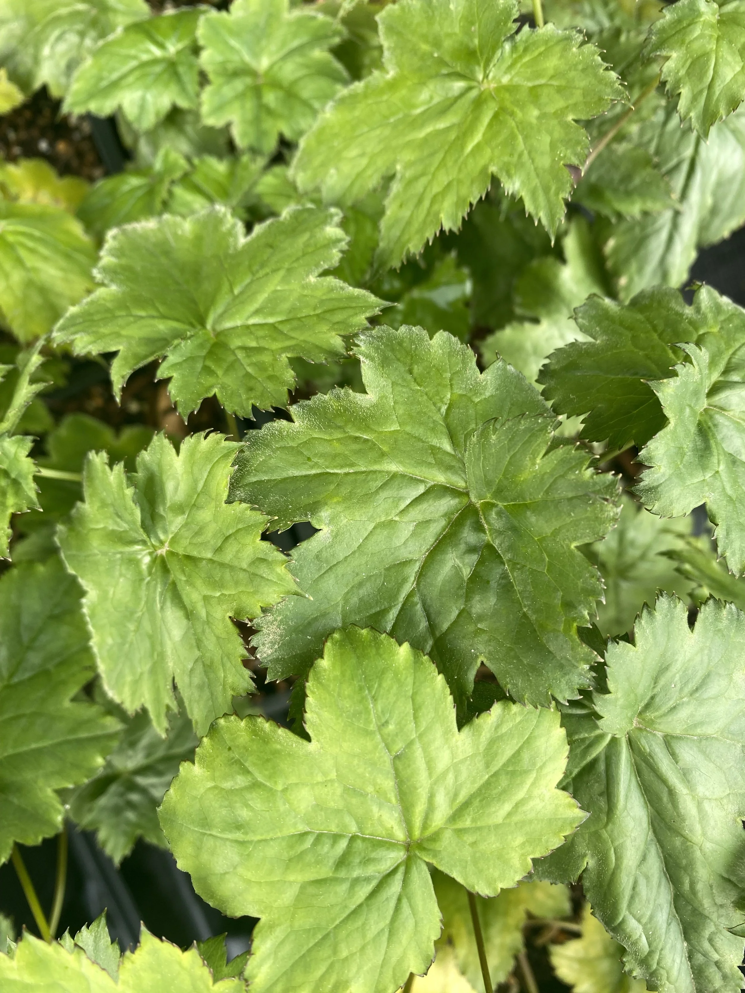 Actea japonica 'Silver Dance'.jpg