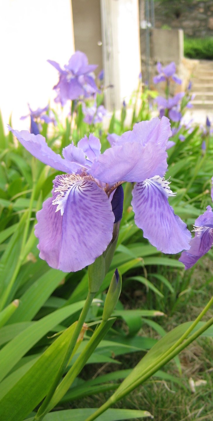 Iris_tectorum wolong.JPG