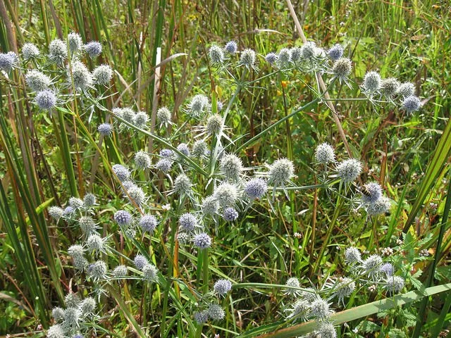 Eryngium aquaticum