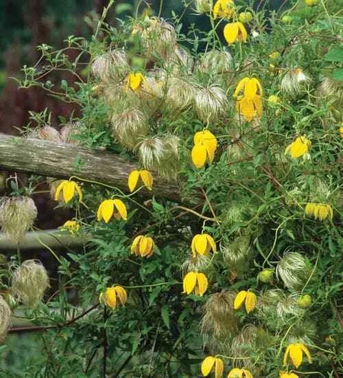 Clematis 'Bill MacKenzie' .jpg