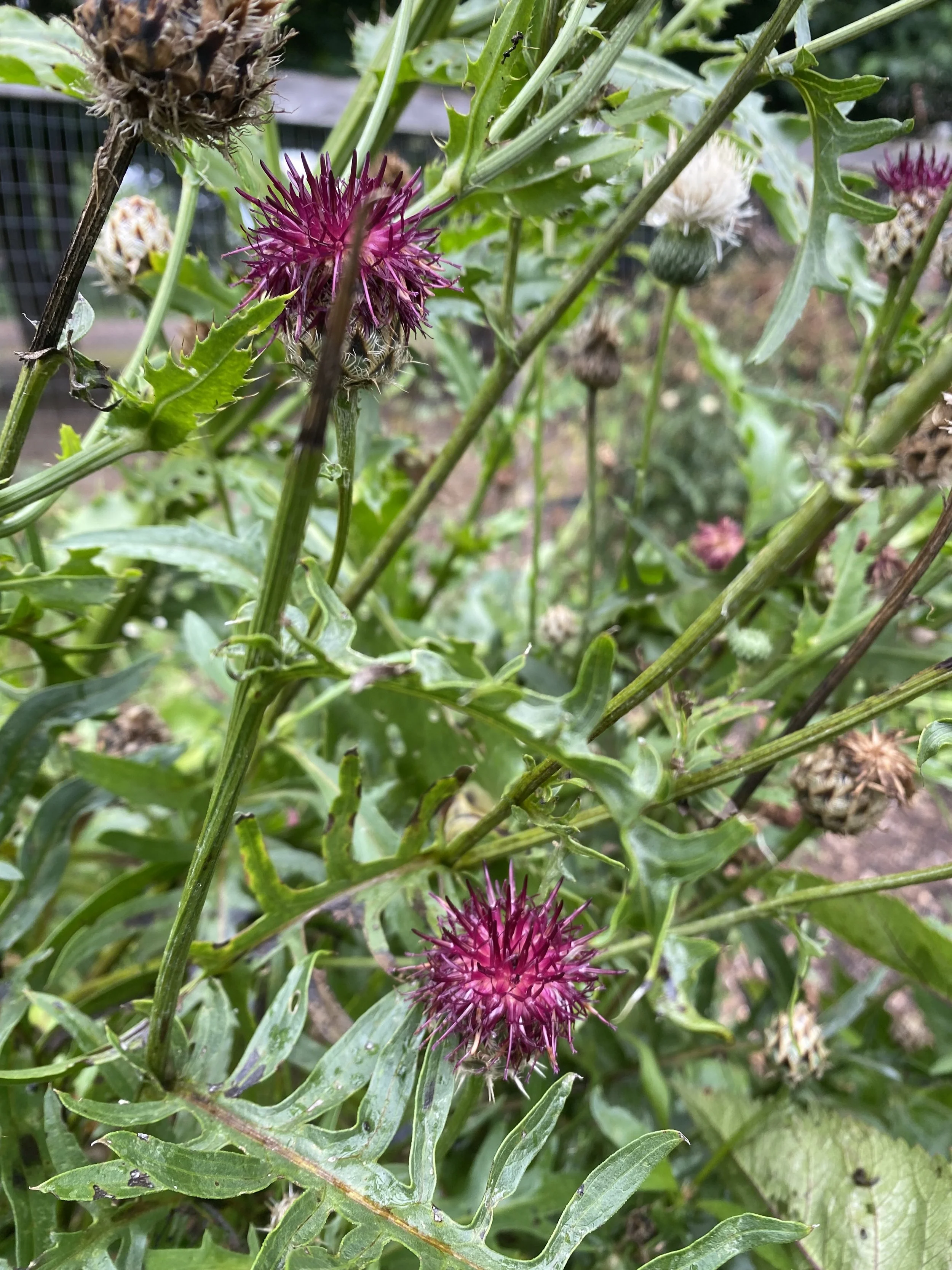 centaurea benoistii.jpg