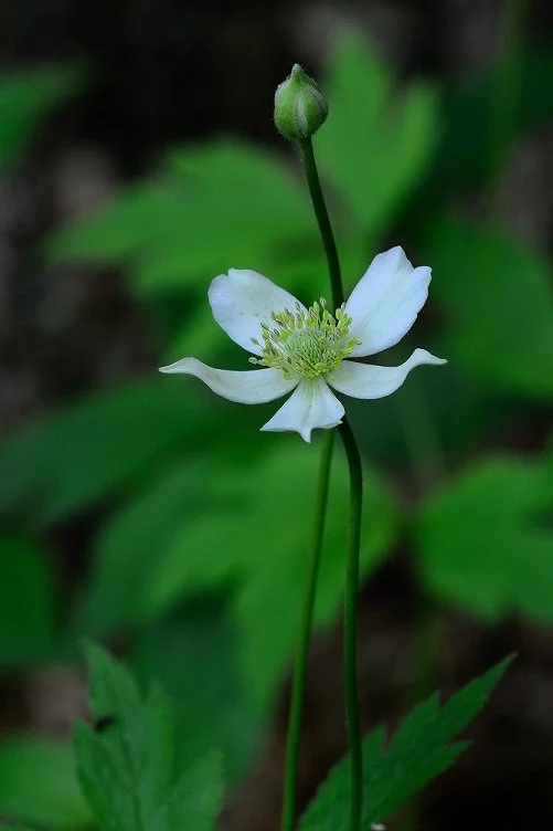 anemone virginiana.jpg