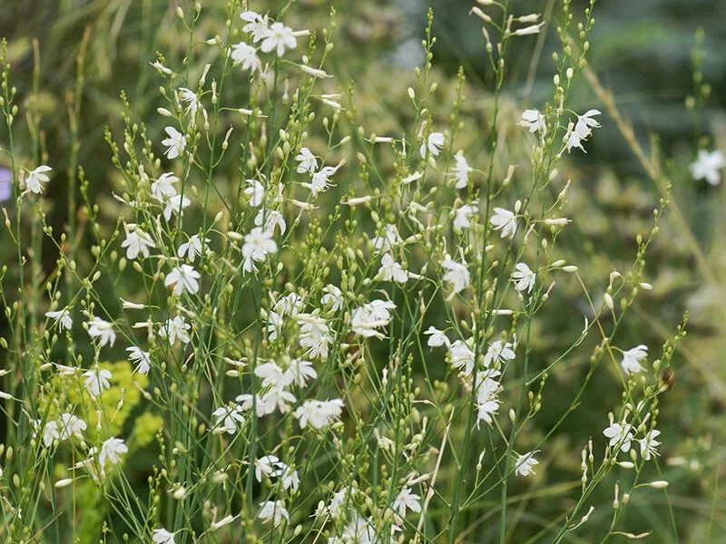 anthericum-ramosum.jpg