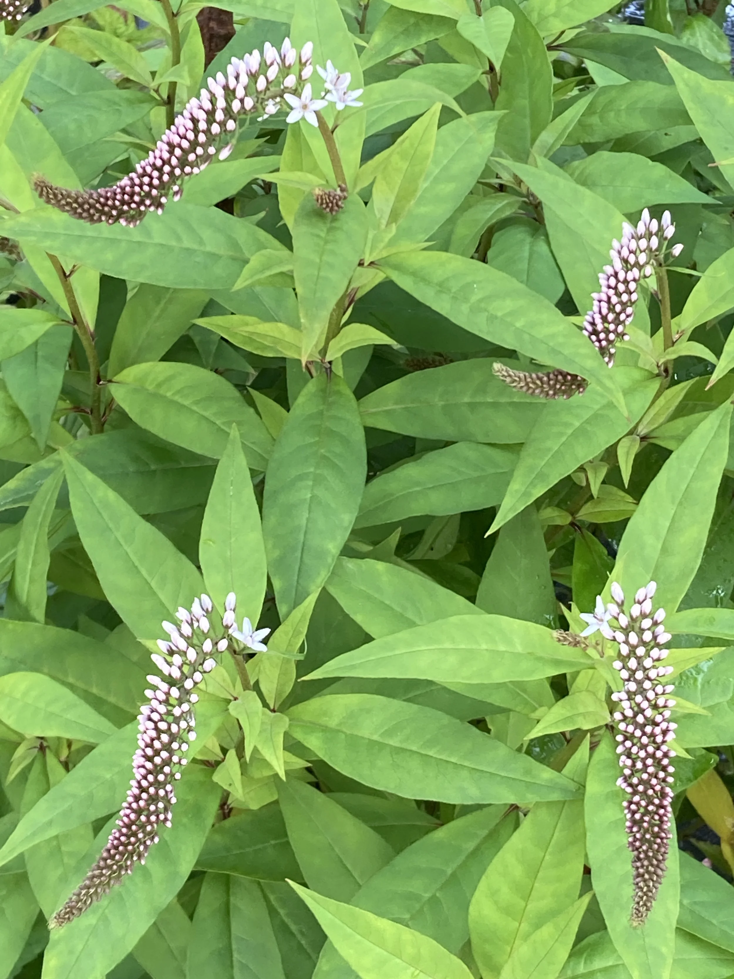 Lysimachia clethroides buds.JPG