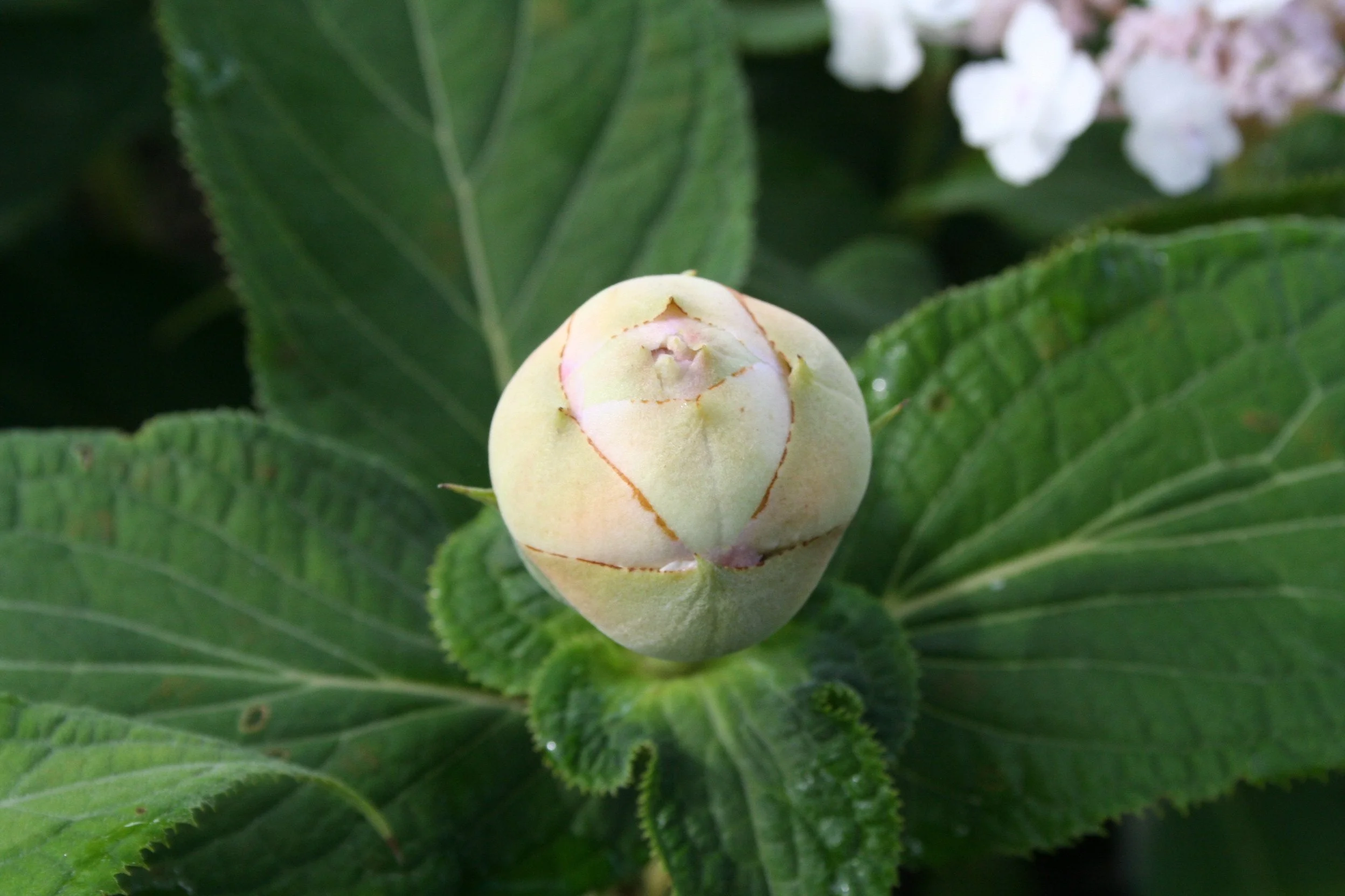 Hydrangea Plena bud.JPG