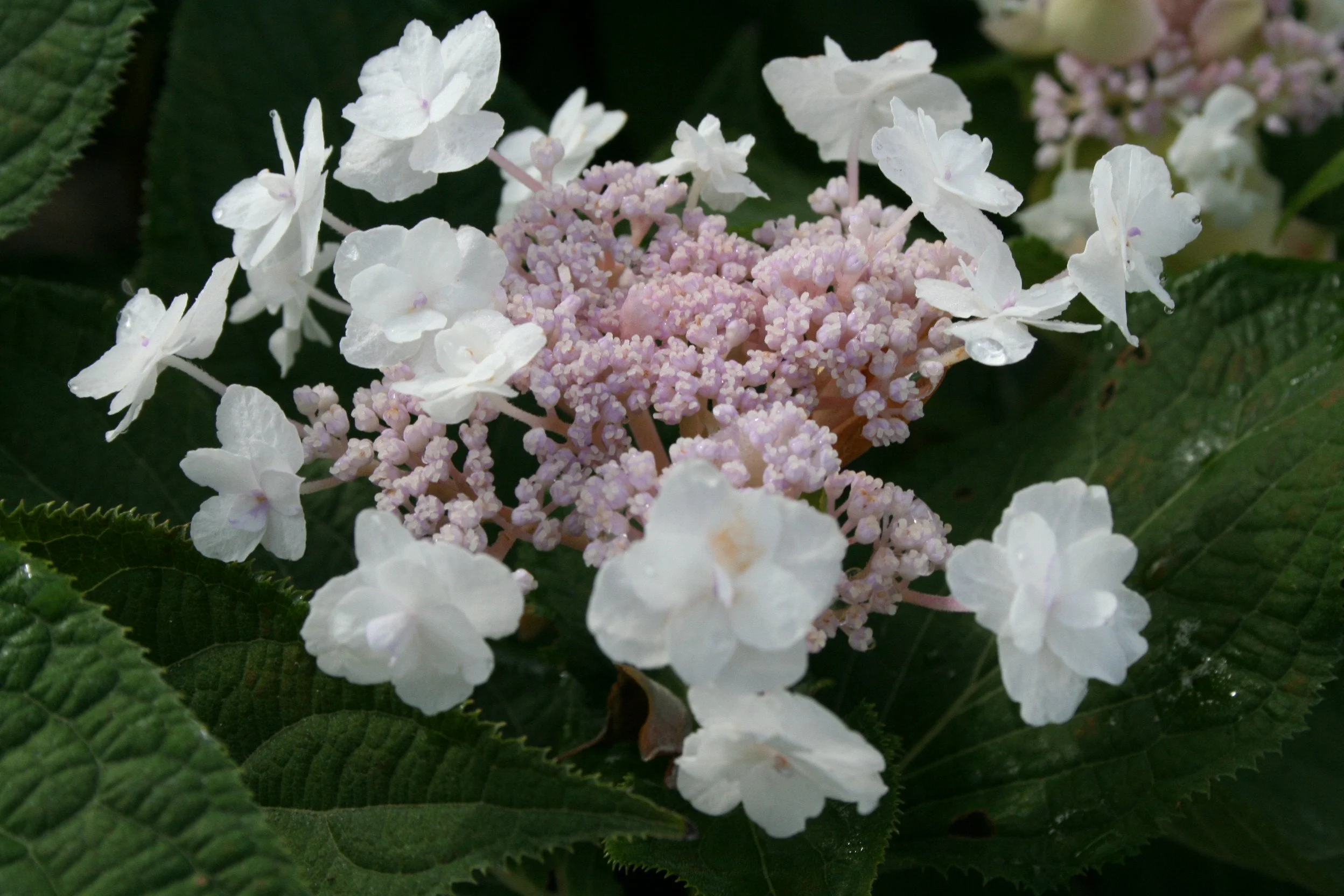 Hydrangea Plena flower.JPG