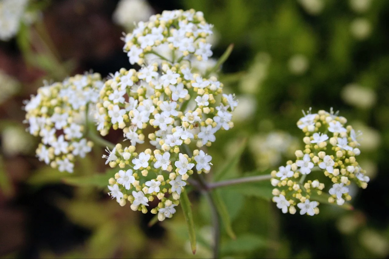 Patrinia villosa.JPG