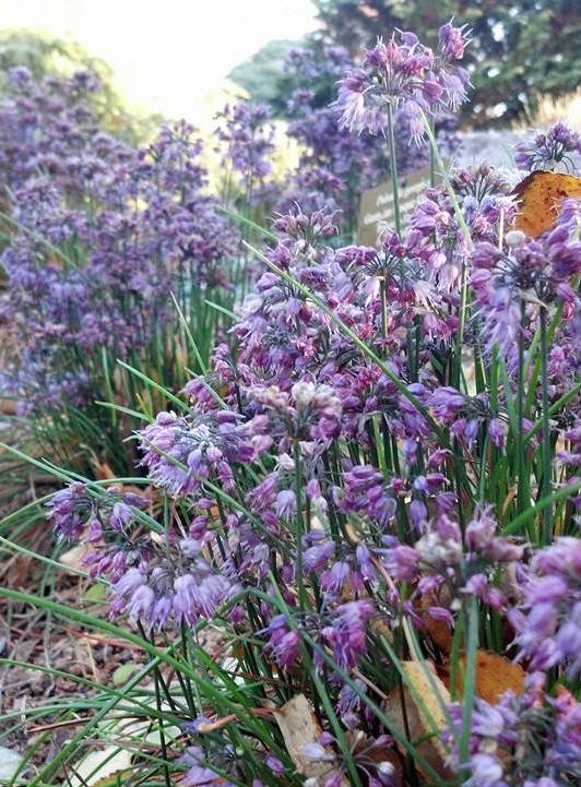 Allium ozawa.jpg