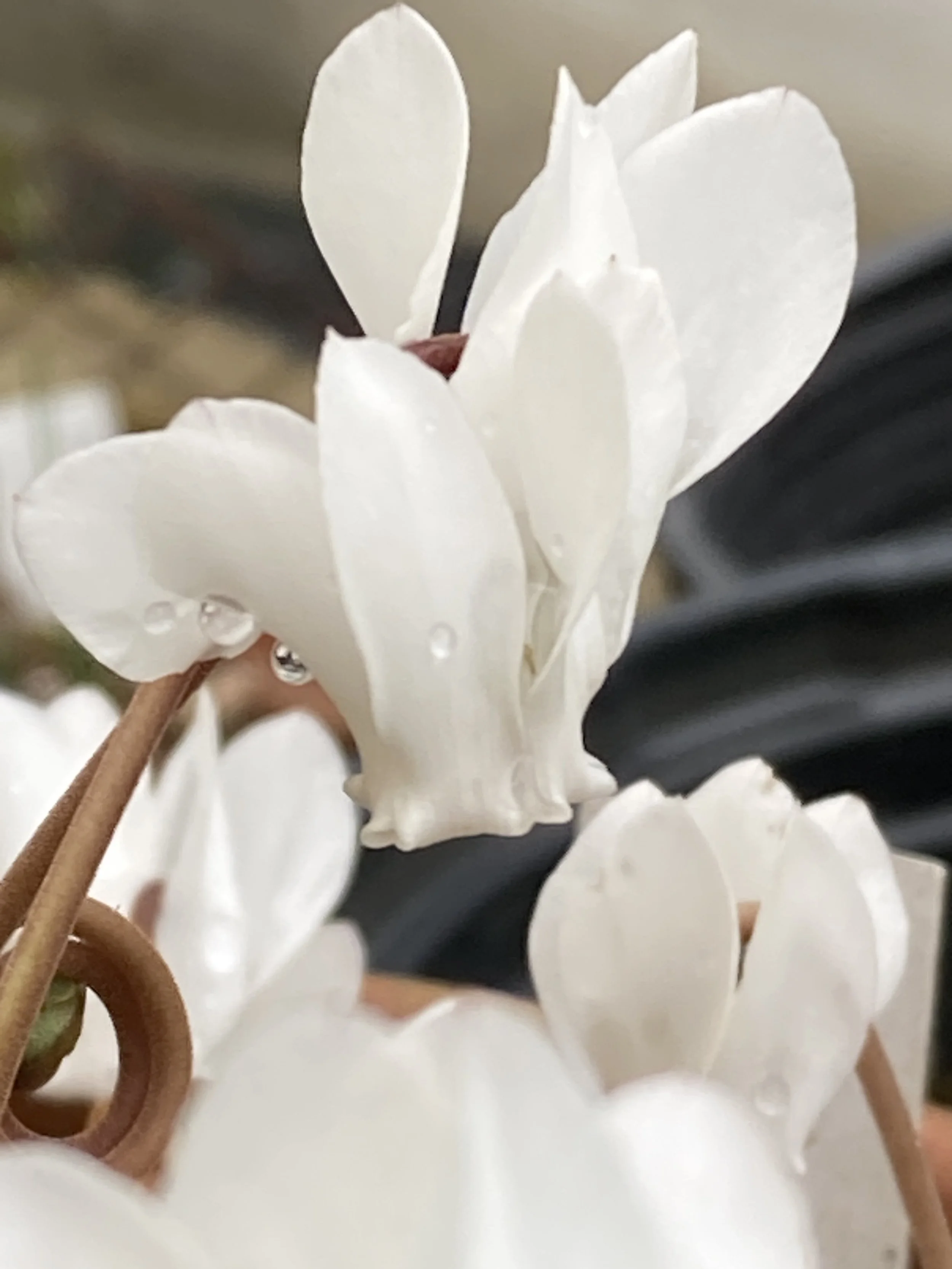 Cyclamen hederifolium - arrow foliage/white flowers
