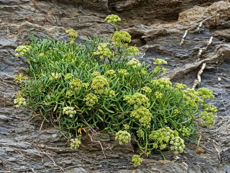 Crithmum maritimum.jpg