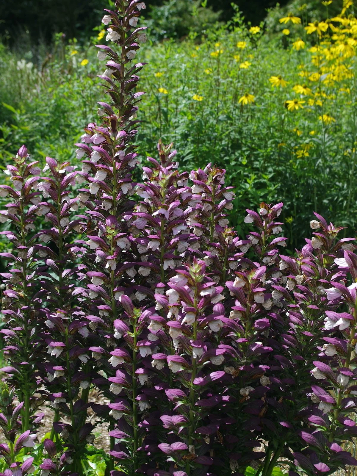 acanthus-morning-candle .jpg