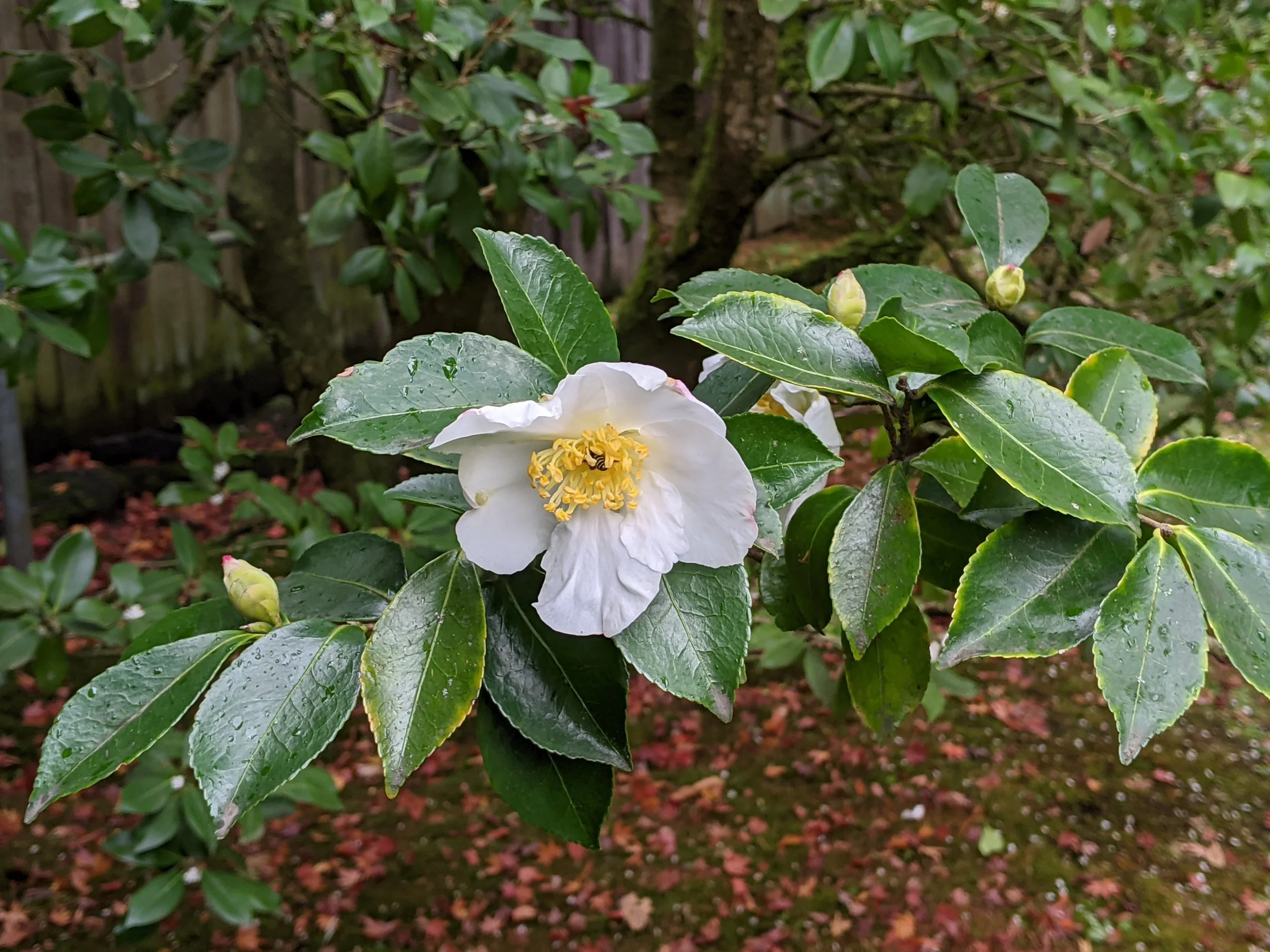Camellia_oleifera_ .jpg