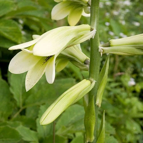 CARDIOCRINUM_CORDATUM.JPG