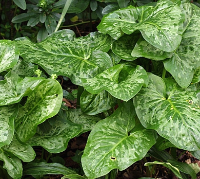 Arum chameleon.png